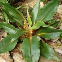 Chlorophytum orchidastrum Lindl.